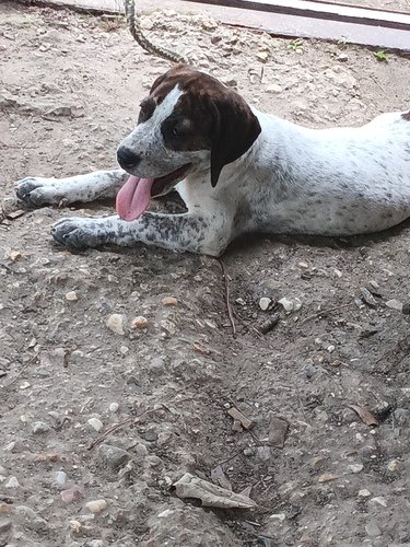 1/2 blue tick and 1/4 Dogo and 1/4 American bulldog female