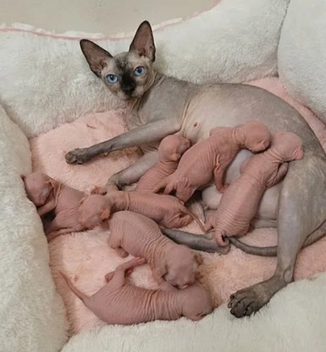 Gorgeous Sphynx Kittens – Home Raised & Well Socialized