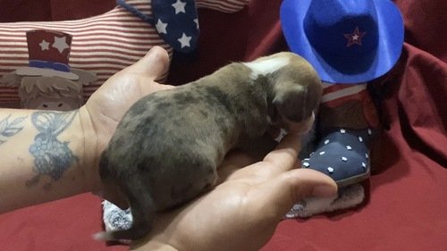 Chiweenie 