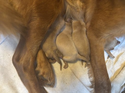 Golden Retriever Puppies