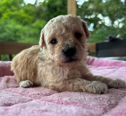 Toy Poodle babies