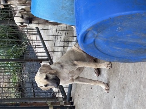 Black mouth cur pups 