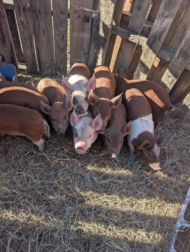 Pigs