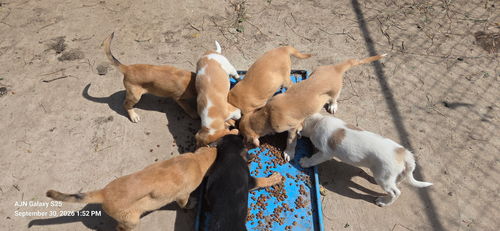  puppies 