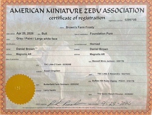 Registered mini zebu bull.  $1500 