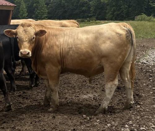 Registered American Gelbvieh Bull