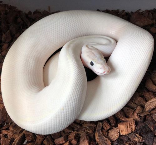 Classified listing 0 1 blue eye lucy ball python