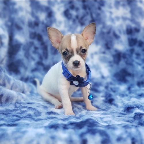 Classified Listing Beautiful chihuahua puppies 765208