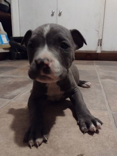 Pit puppies for sale!!