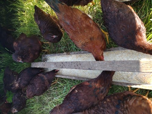 Rhode Island Red Chicks & Chickens