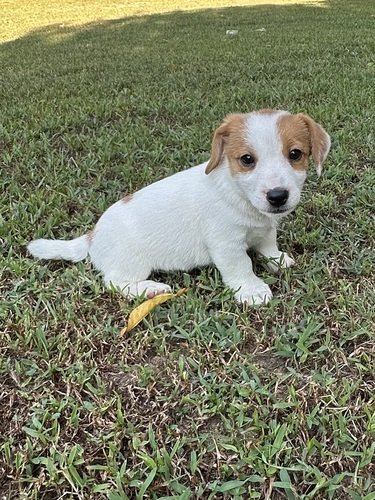 Shorty, Jack Russell “Shorty” Jack Russel Terrier Pups, thick slick coat. 