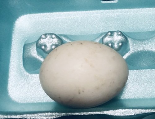 Fertile Mallard Duck Eggs for Incubation 