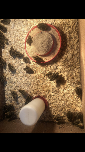 Coturnix quail eggs for sale 2.00 a dozen and one day old quail chicks 1.00 each