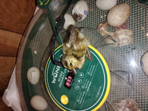 Khaki Campbell ducklings 
