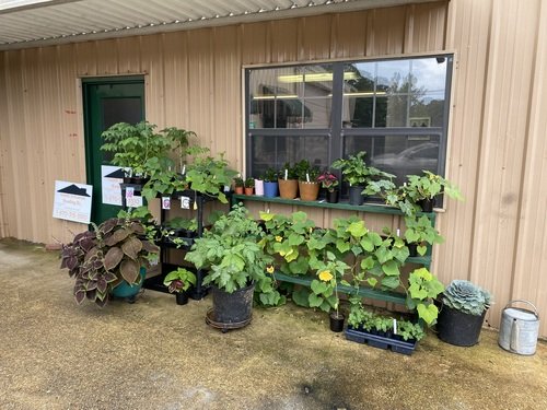 Tomato & Squash Plants