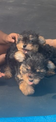 Yorkipoos 