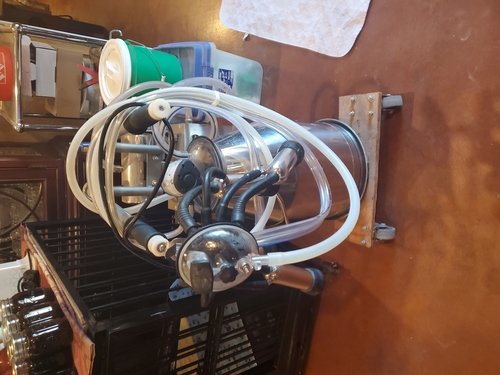 Jersey Milk Cow with milking machine