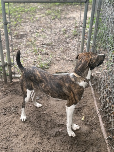 Registered mtn cur 