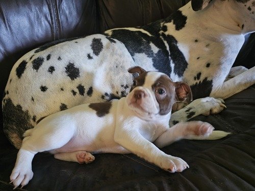 Boston Terrier male Akc registered for sale