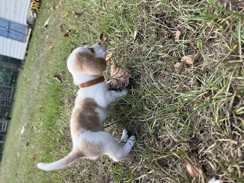 Bassett Hound puppies