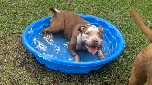 American Bully