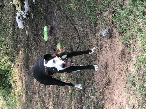 pitbull mix catahoula