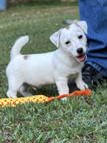 Shorty Jack Russell
