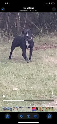Male pit year old 