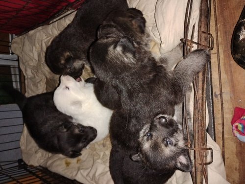 German Shepherd pups  almost 4 weeks old  all boys 