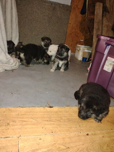 German Shepherd pups   6weeks old  all boys 