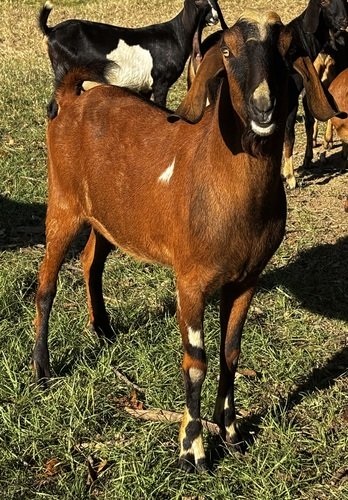 Nubian Bucks for sale