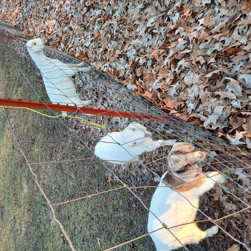 3 boer cross doelings 