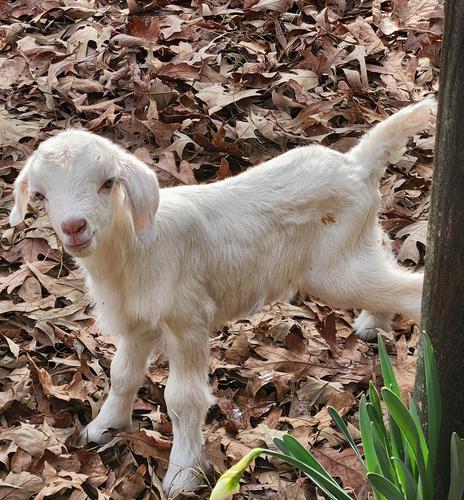 kiko bottle buckling