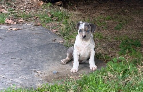 Catahoula male pup 
