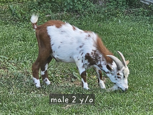 Nigerian dwarf buck