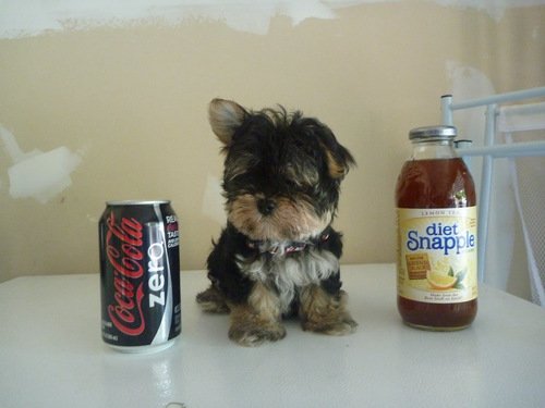 Female Morkie
