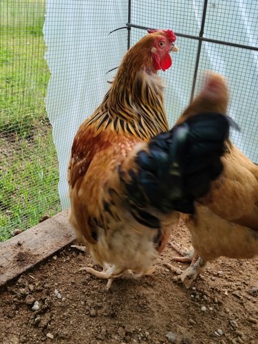 Heritage buff mini bantam brahma family🥰