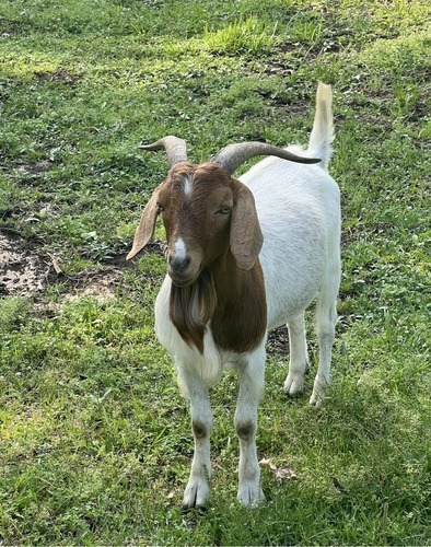 Boer Buck Goat -  2.5 yr old