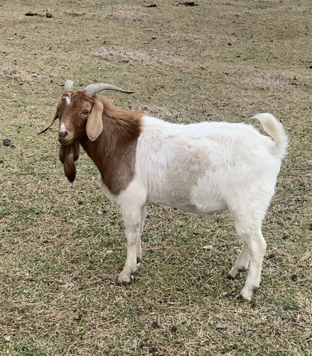Boer Buck Goat -  2.5 yr old