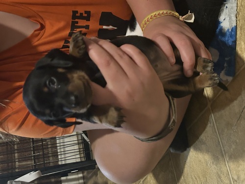 Dachshunds 