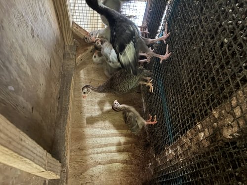 Baby turkeys 