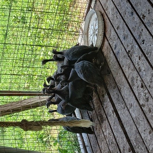 17 Guinea fowl close to 4 months old