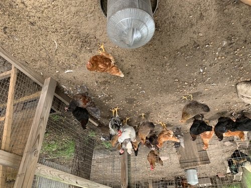 Young roosters and pullets