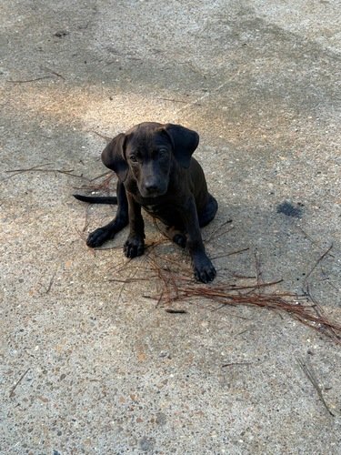 3/4 Catahoula 1/4 cane Corso female Corso female pup