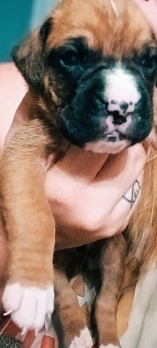Boxer Puppies