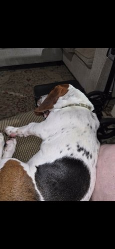 9 Month Old Pure Breed Intact Male Basset Hound