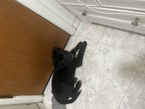 Black lab puppy