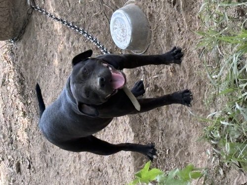 Game bred bulldog 