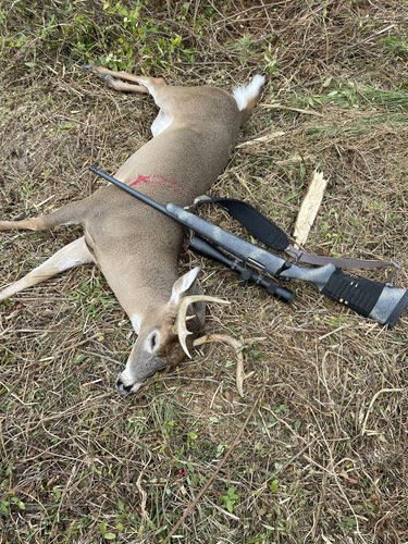 Bergara 6.5 creedmoor 