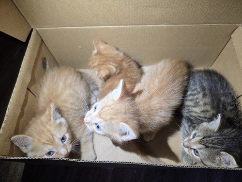 Free Kittens to Good Home